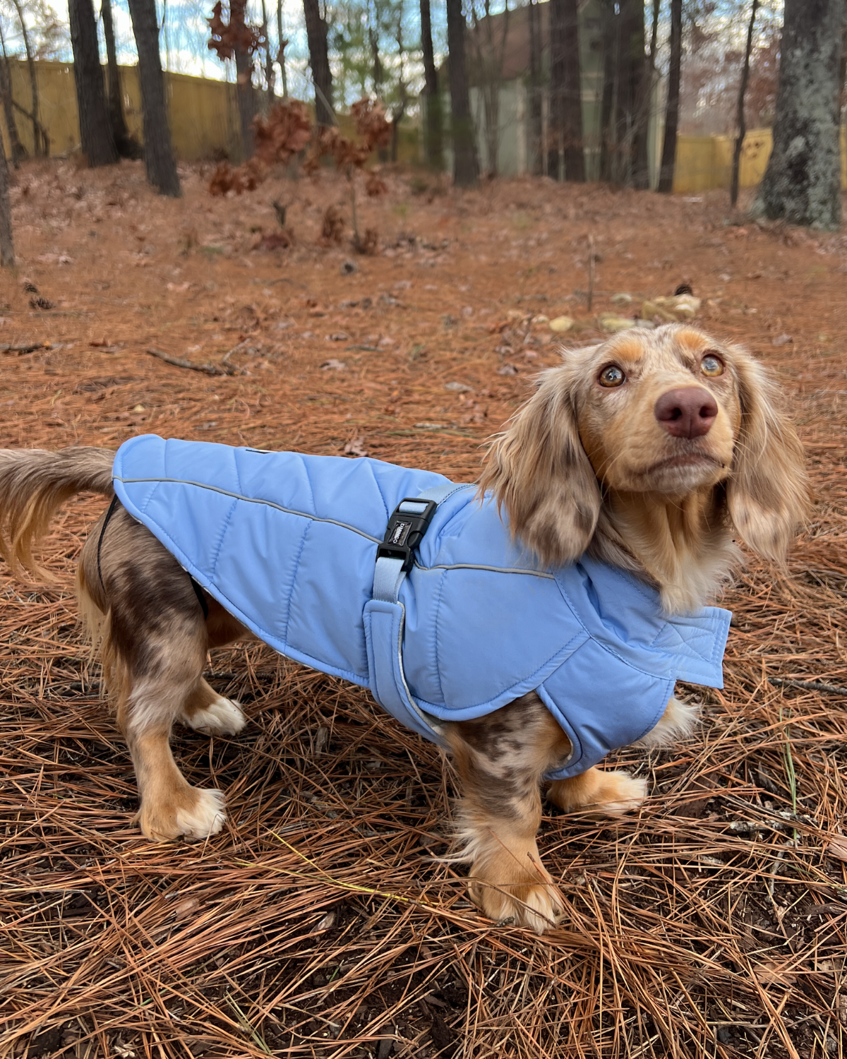 Tweenie dachshund in a puffer dog coat standing on dry leaves with trees in the background