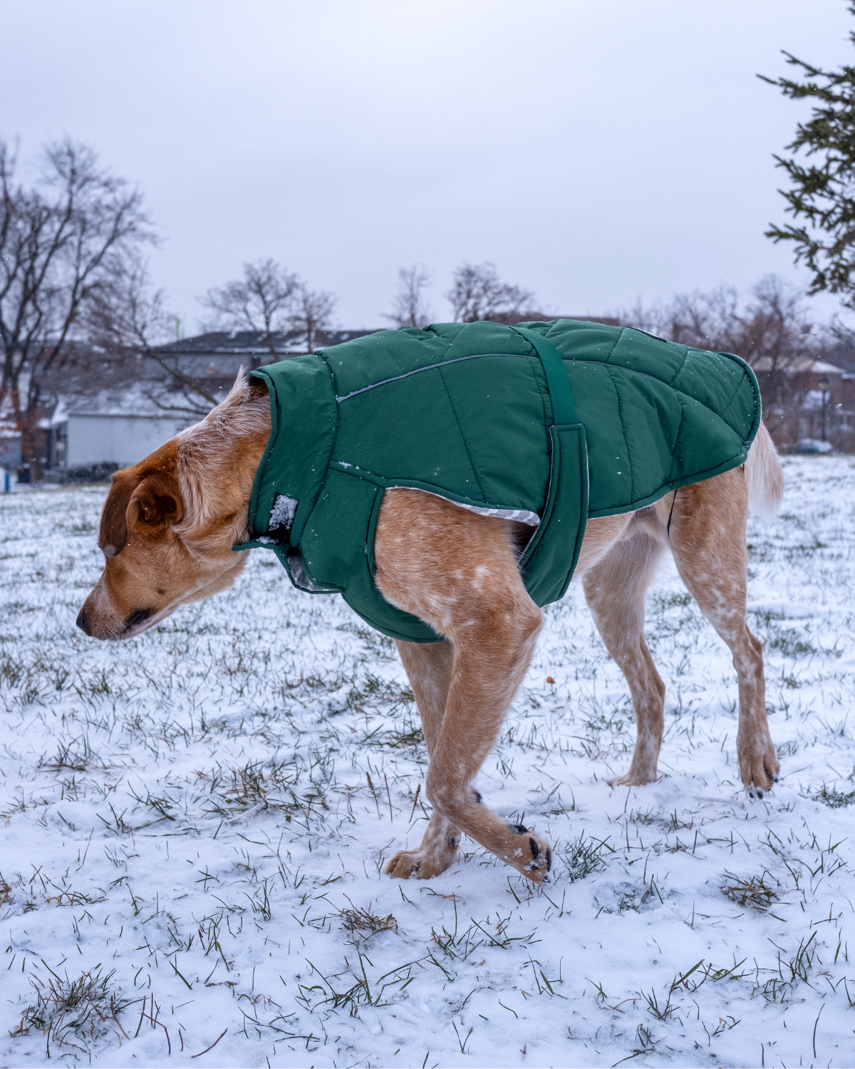 Large dog wearing a green insulated puffer coat XL standing in a snowy field