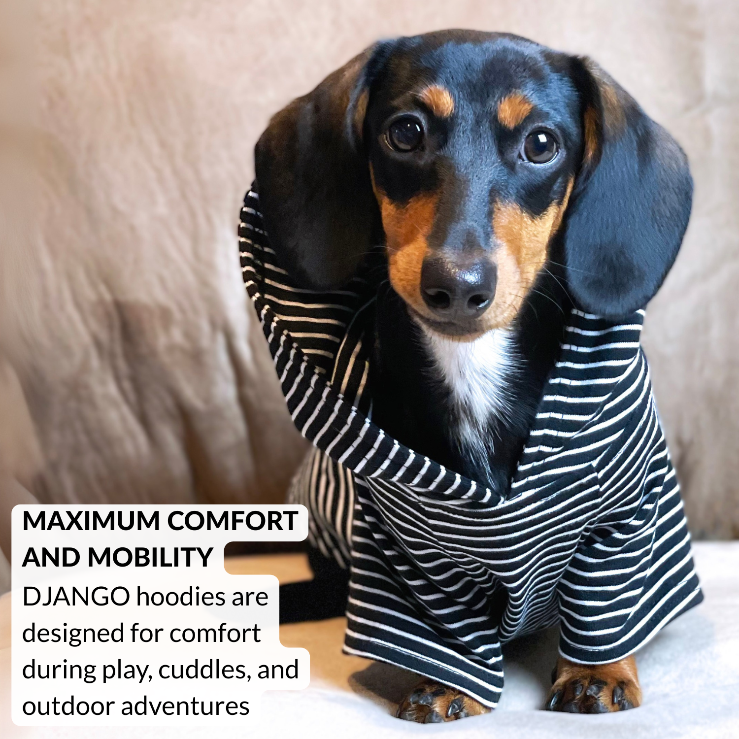 Cute smooth black and tan dachshund wearing lightweight black striped hoodie sweatshirt for puppies and small dogs