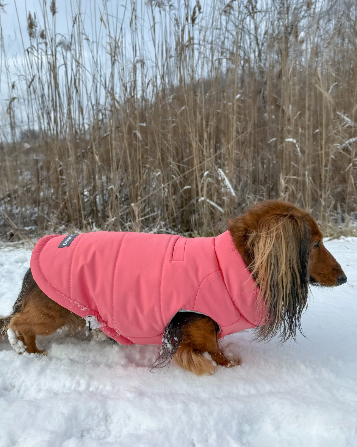 #color_rose petal pink