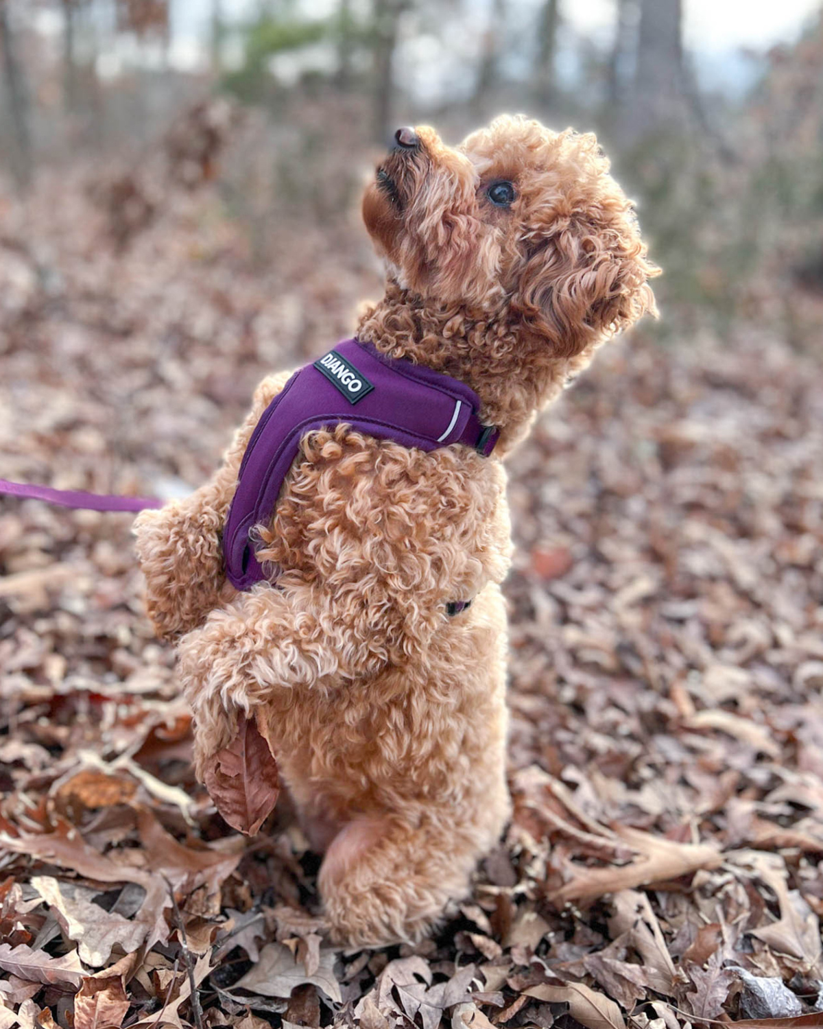 With beautiful brass hardware and durable, weather-resistant materials, this Plum Purple harness combines style and strength for your dog’s daily adventures.