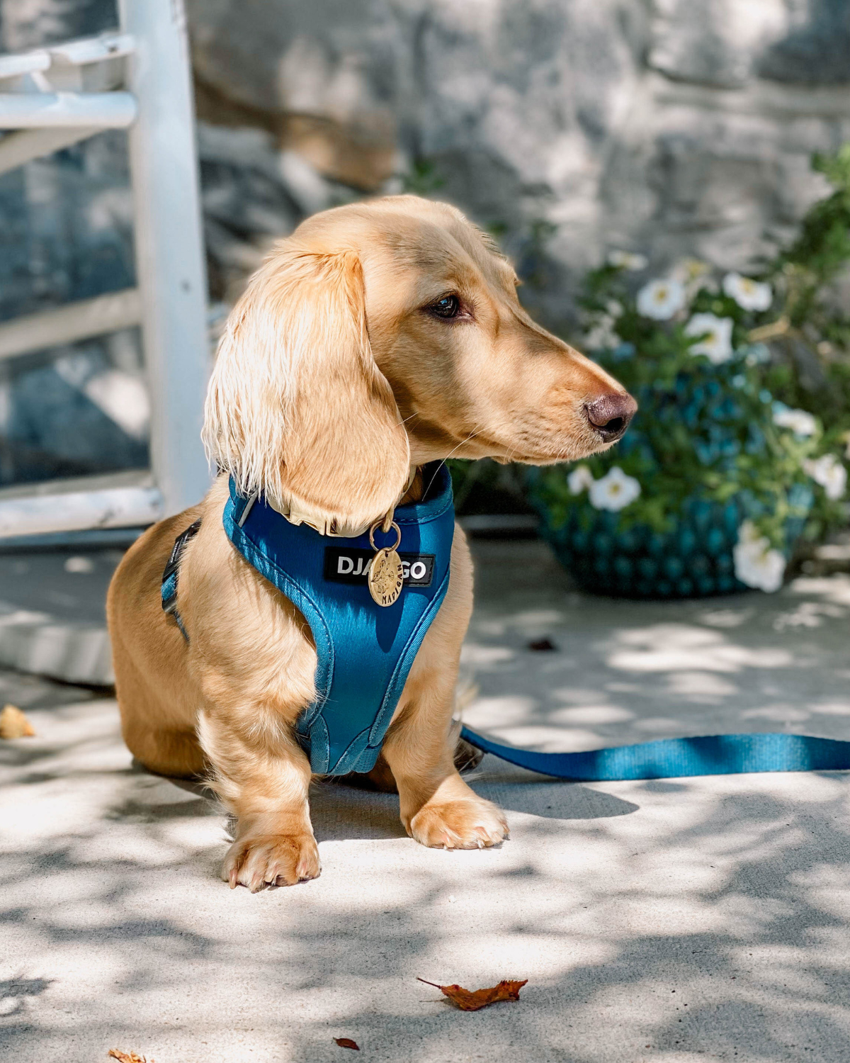 This versatile small dog harness combines durability and style, making it perfect for both daily walks and more rugged outdoor adventures.