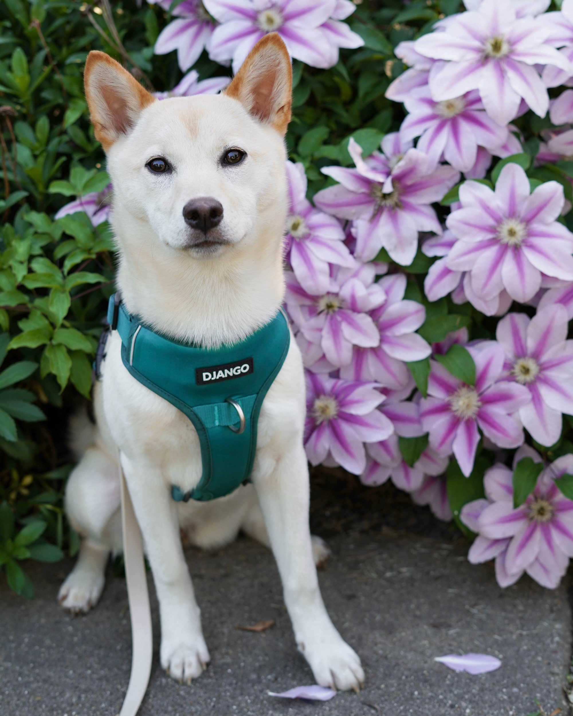 A modern, rugged dog harness in Dark Teal Green – Durable and stylish with reinforced webbing, easy on/off buckles, and leash attachment points.