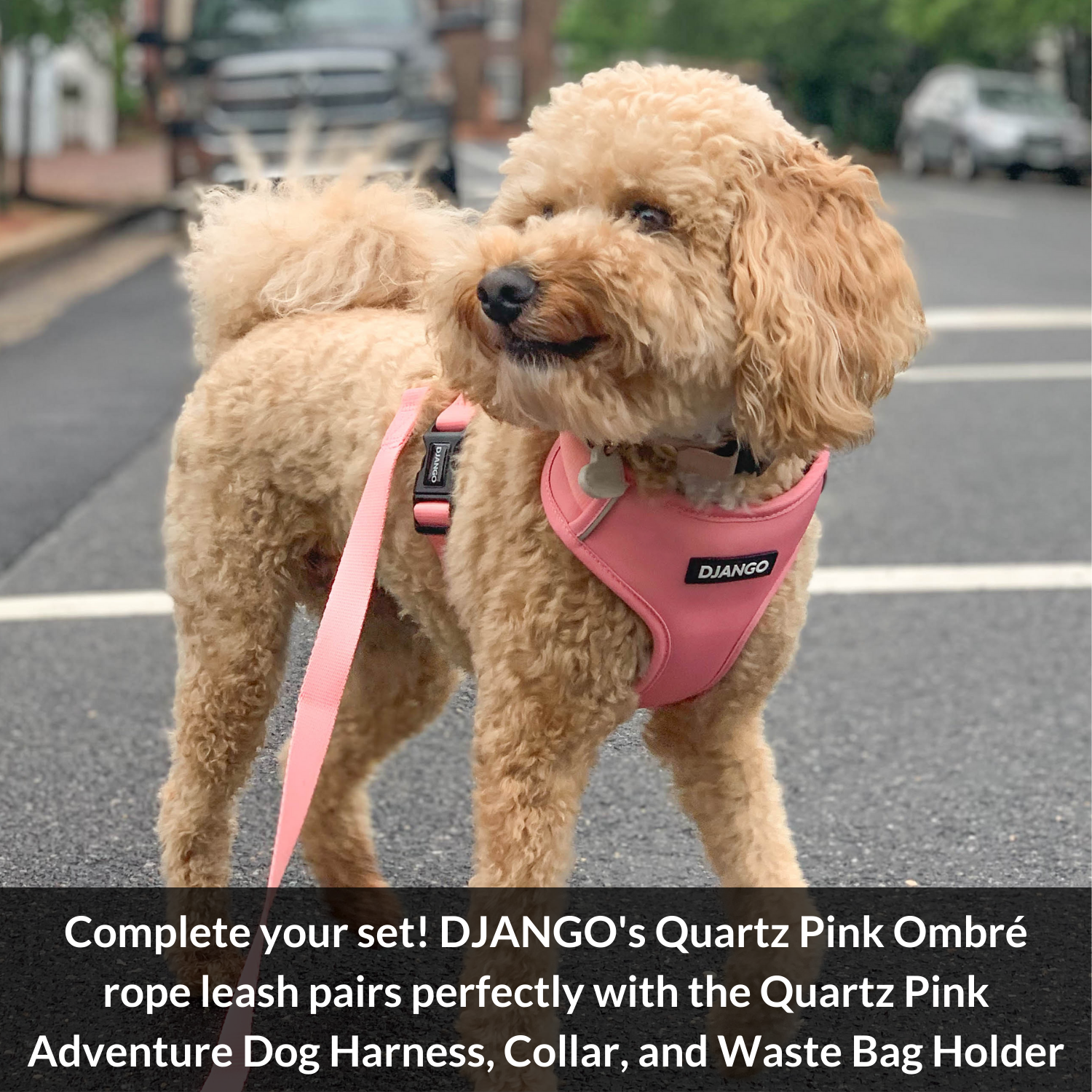 Upgrade your dog’s walks with this beautifully Quarz Pink harness for dogs and hand-dyed pink ombre rope leash. Hand-spliced and built for strength.
