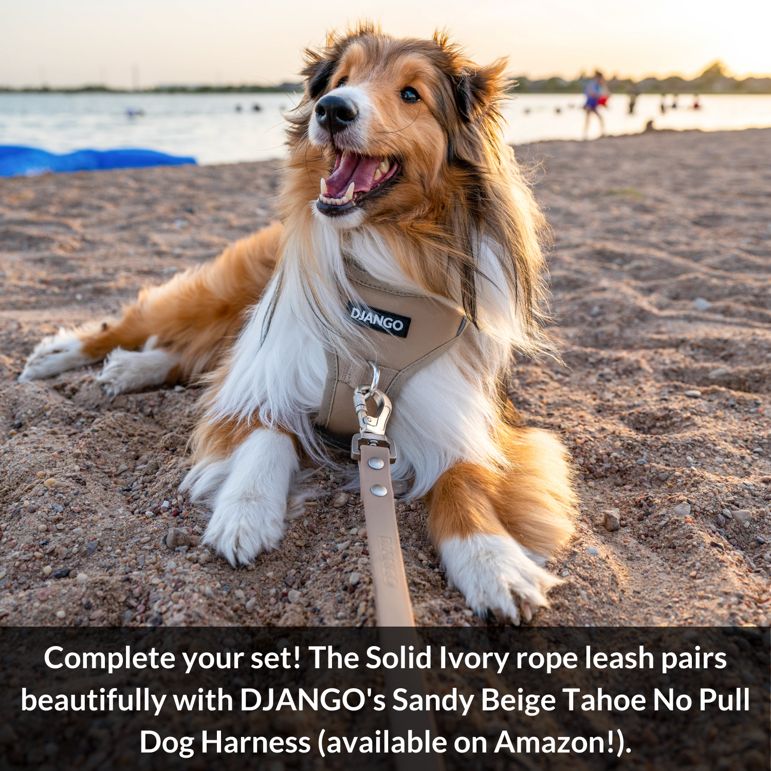 Pair your DJANGO rope leash with your favorite tahoe harness and leash set!