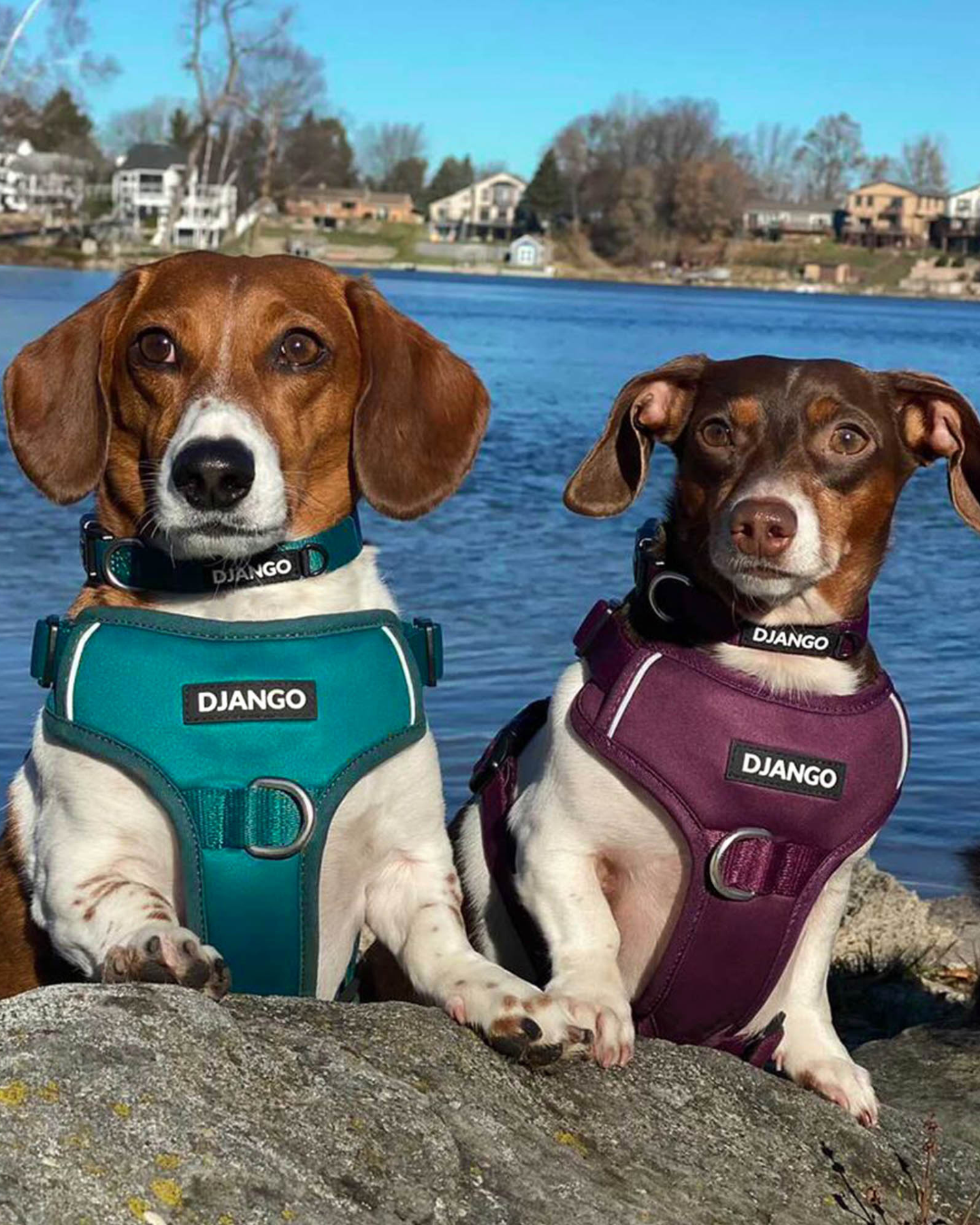Tahoe No Pull Dog Harness in Raspberry Purple – Designed to reduce pulling while providing control, comfort, and style for daily walks and adventures