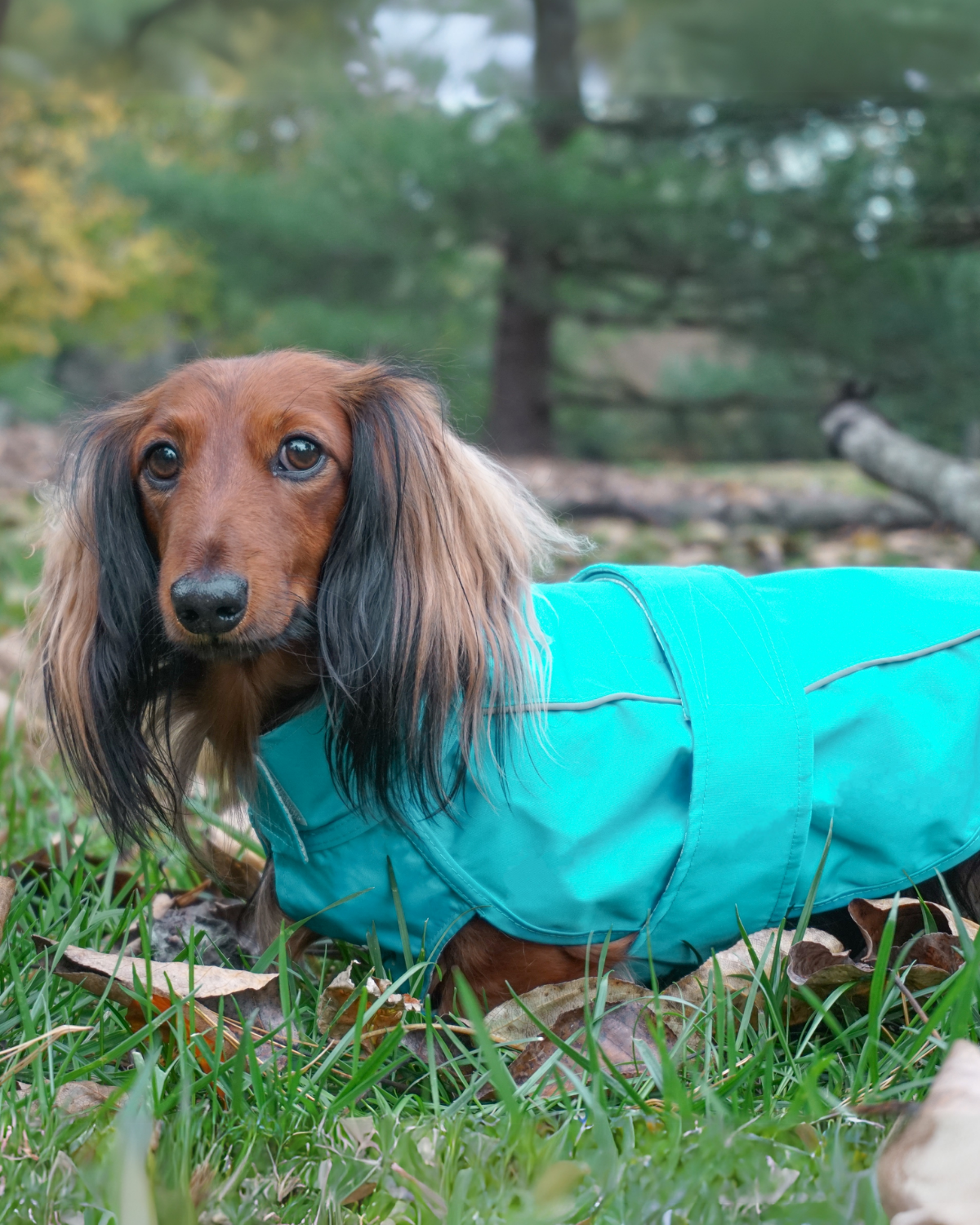 The DJANGO City Slicker in Topaz Blue provides water-repellent protection for small dogs and dachshunds. This lightweight dog jacket is crafted from premium materials to keep your pup dry and stylish during wet weather. Perfect for long-bodied breeds and ideal for rainy walks and outdoor activities.