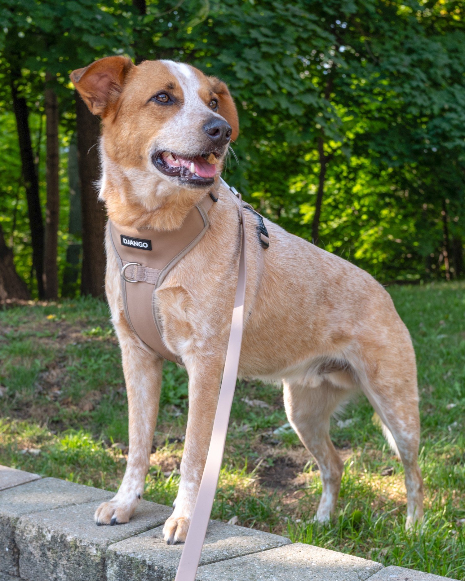 Sandy Beige dog harness with front and back leash clips – Helps reduce pulling while providing full mobility and comfort
