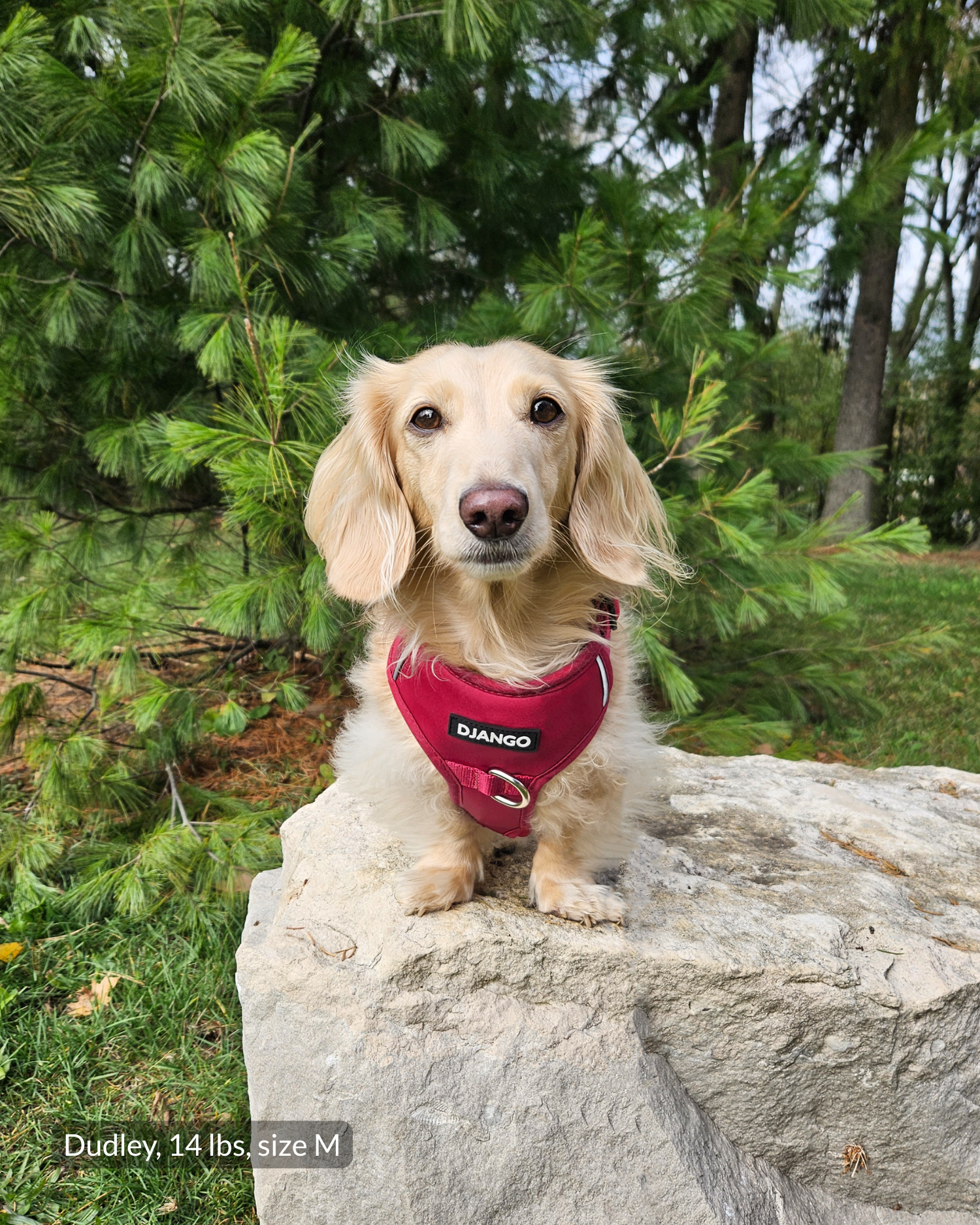 14-pound tweenie dachshund wearing size medium DJANGO Tahoe No Pull Dog Harness in Firelight Red sitting outdoors on a rock