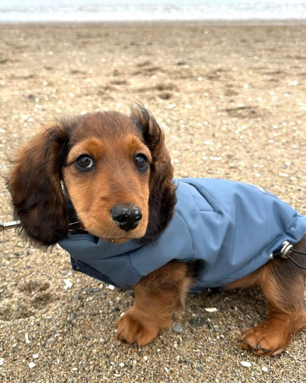 Waterproof Dog Jacket for Corgis, Dachshunds, Beagles, Boston Terriers, and All Small Dogs: Featuring a water-resistant exterior, this versatile puffer coat protects against snow and rain, making it perfect for corgis, dachshunds, and other small breeds.
