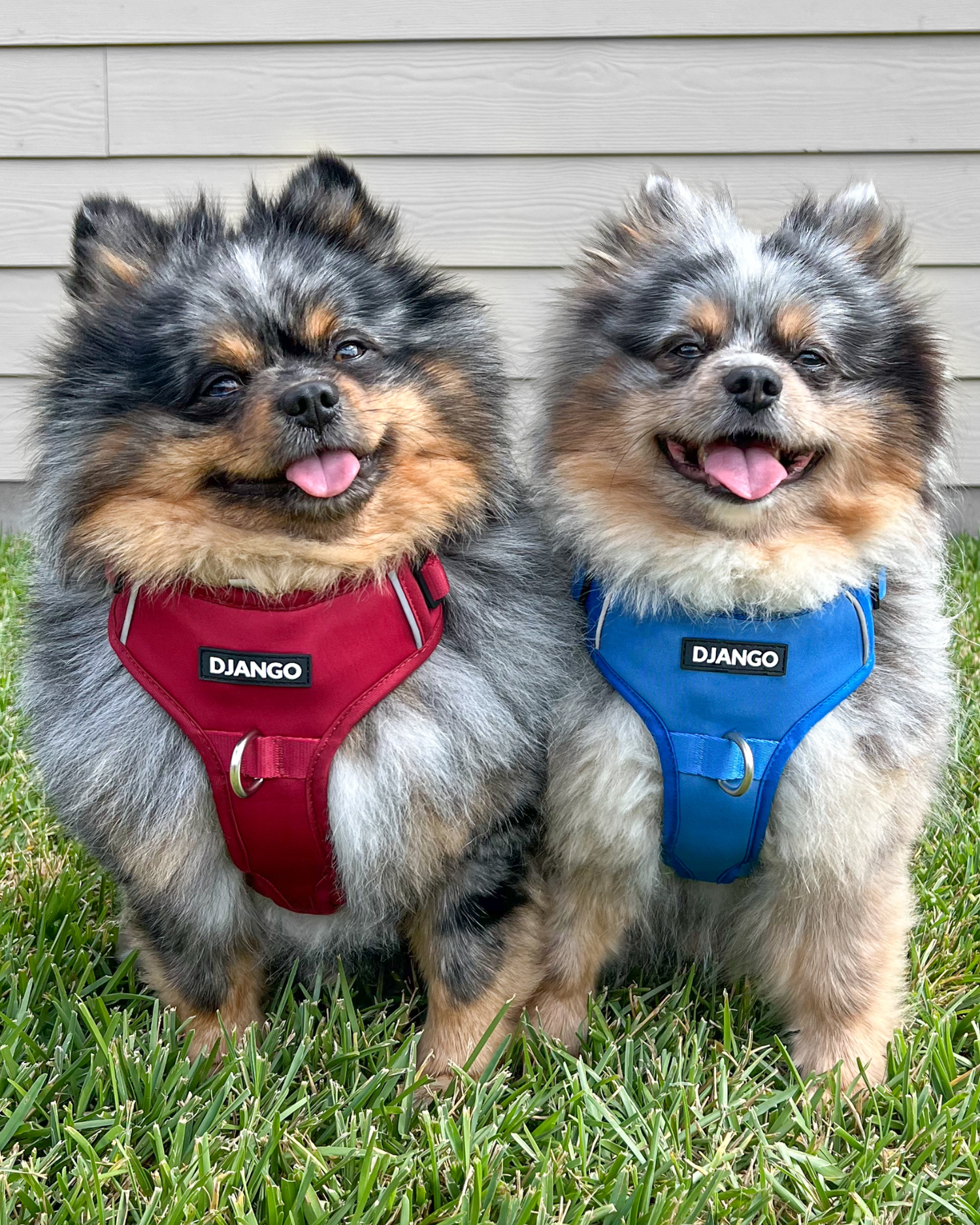 Two adorable Pomeranians side by side wearing DJANGO Tahoe No Pull Dog Harnesses in Firelight Red and Alpine Blue with padded front and reflective details