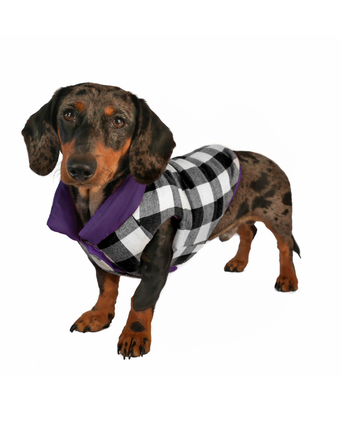 Perfect Fit for Small and Medium-Sized Breeds: Tailored to fit corgis, dachshunds, French bulldogs, and other small dogs, this adjustable purple dog jacket offers comfort, style, and protection from the cold.