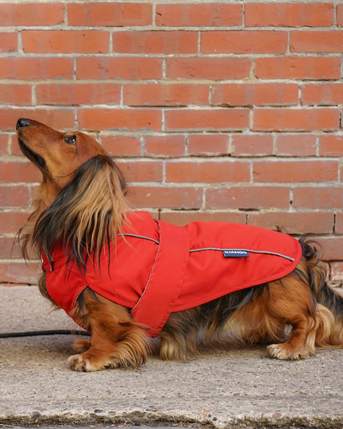 The DJANGO City Slicker in Cherry Red is a water-repellent jacket designed for small and medium breeds like dachshunds, terriers, and poodles. This lightweight raincoat provides excellent coverage and protection from rain, ensuring your dog stays comfortable and dry on every walk.