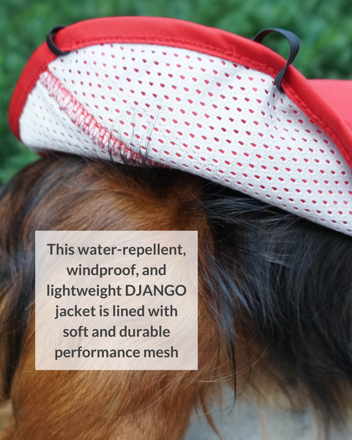 The DJANGO City Slicker in Cherry Red is a water-repellent jacket tailored for small and medium dog breeds such as dachshunds, terriers, and French Bulldogs. This lightweight raincoat ensures your dog stays dry and comfortable during rainy walks and outdoor adventures.