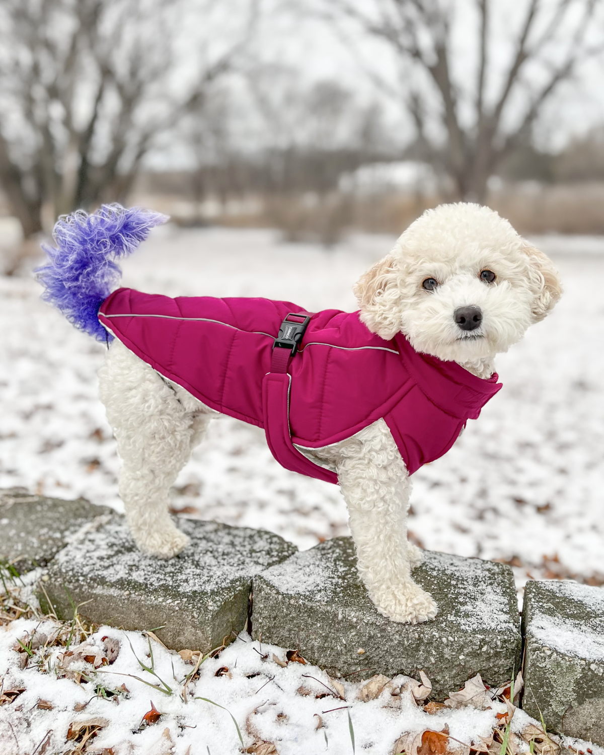 Designed for all winter weather, DJANGO's very warm and insulated winter dog coat will protect your dog during every cold weather outing and adventure. Coco the Cockapoo, featured here, has a 16 inch chest girth and 16 inch back length and wears size medium perfectly. - djangobrand.com
