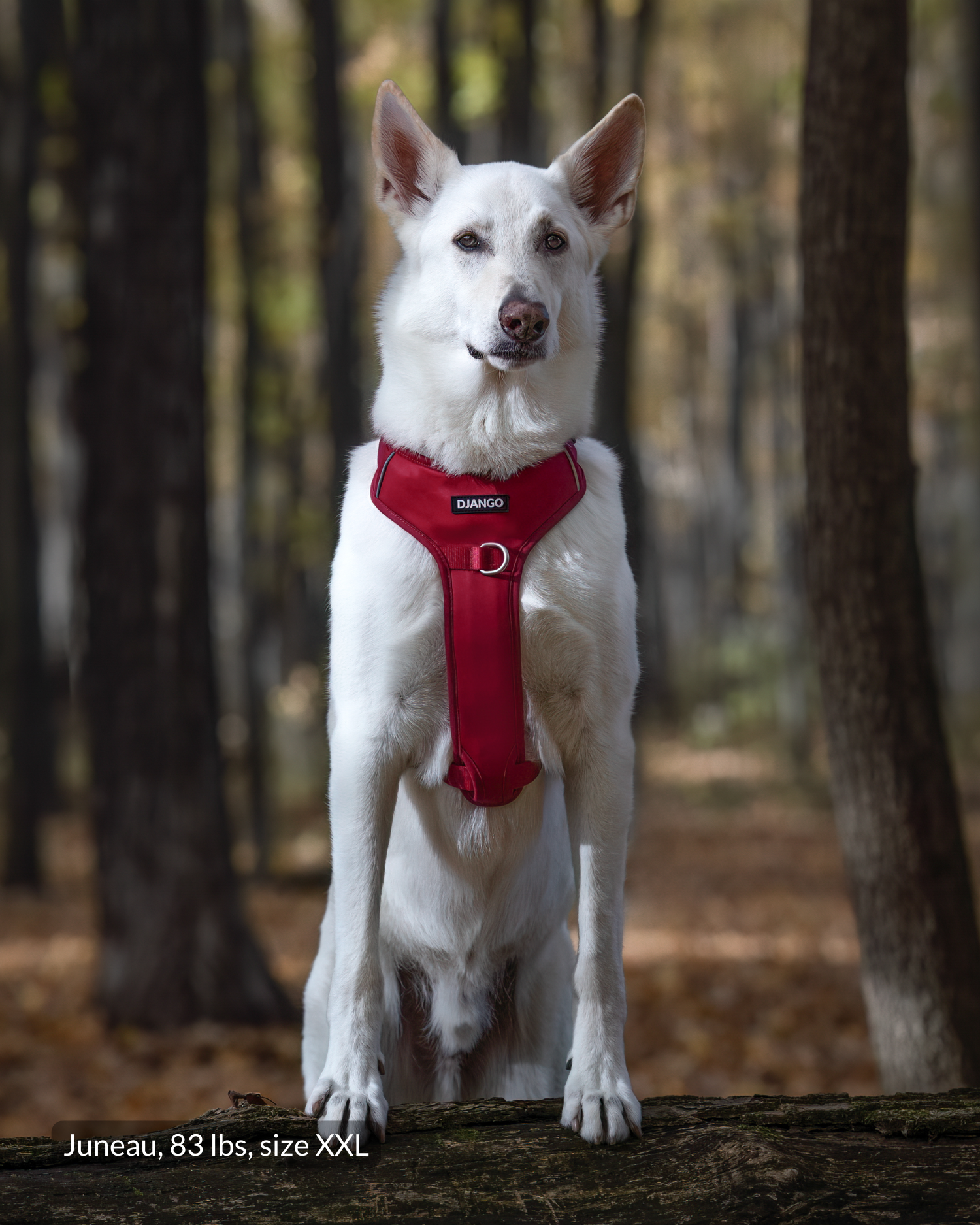 80-pound white GSP wearing size XXL DJANGO Tahoe No Pull Dog Harness in Firelight Red during a forest adventure