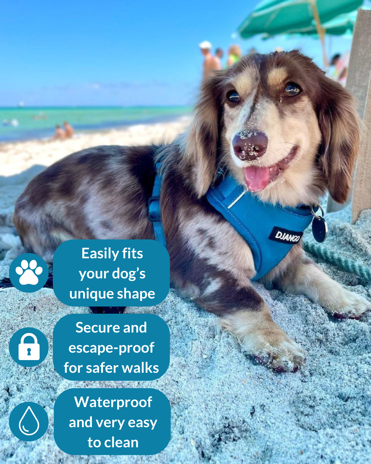 Smiling longhaired dachshund wearing a blue neoprene harness on the beach with DJANGO logo
