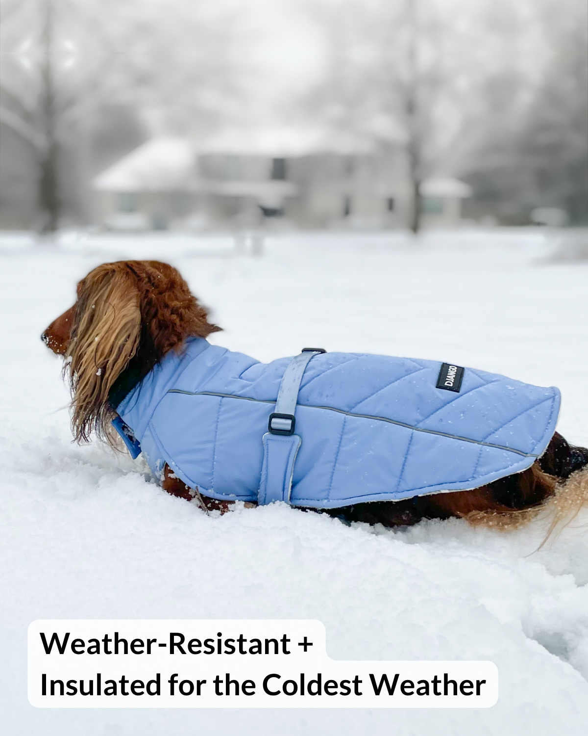 Side shot of dachshund wearing Whistler Winter Snow Dog Coat Dusk Blue, showing reflective trim and adjustable fit.