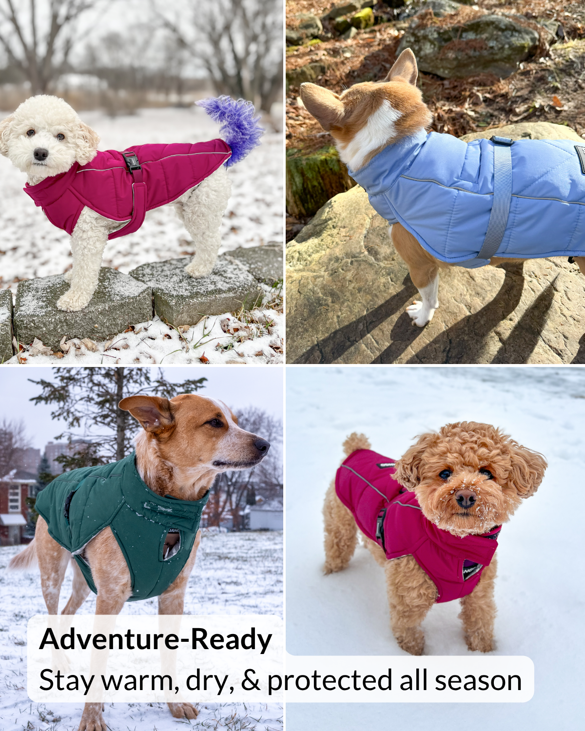 Four dogs wearing the Firelight Red Whistler Winter Dog Coat in autumn leaves and snowy winter settings, highlighting its adventure-ready warmth and reflective details.