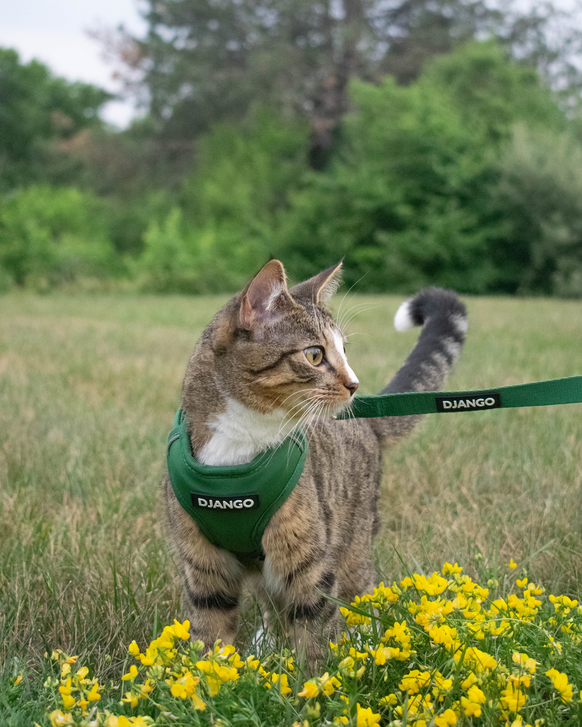 Bea is an adorable and outdoor-loving rescue tabby cat. Bea wears size small in DJANGO cat harnesses and is seen here with DJANGO's matching 6.5 foot hands-free leash. - djangobrand.com