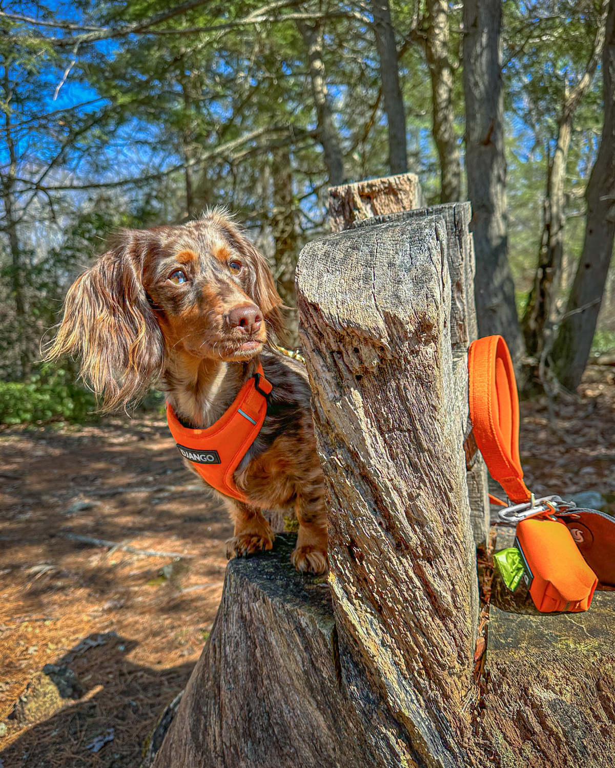 Dapple longhaired dachshund wearing a bright orange harness, leash, and poop bag holder while adventuring in the woods