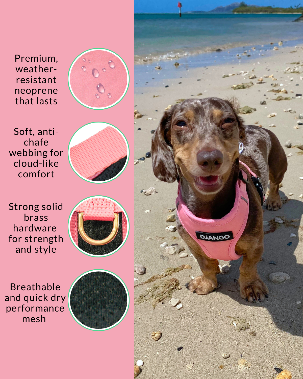 Happy petite mini dachshund wearing a pink dog harness on a beach with product features on the side.