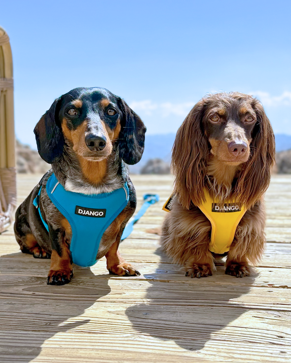 Two dachshunds wearing blue and yellow 'Django' harnesses on a wooden deck.