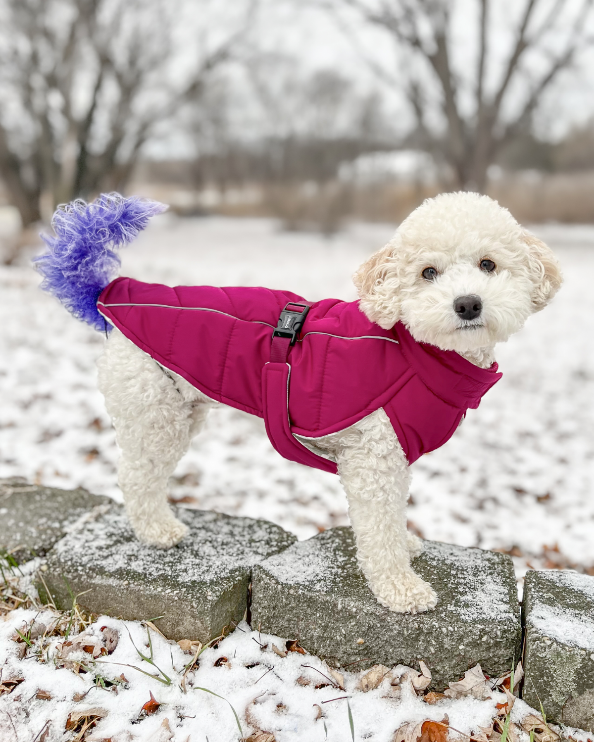 White cockapoo dog wearing a pink insulated warm winter dog coat medium in a snowy landscape