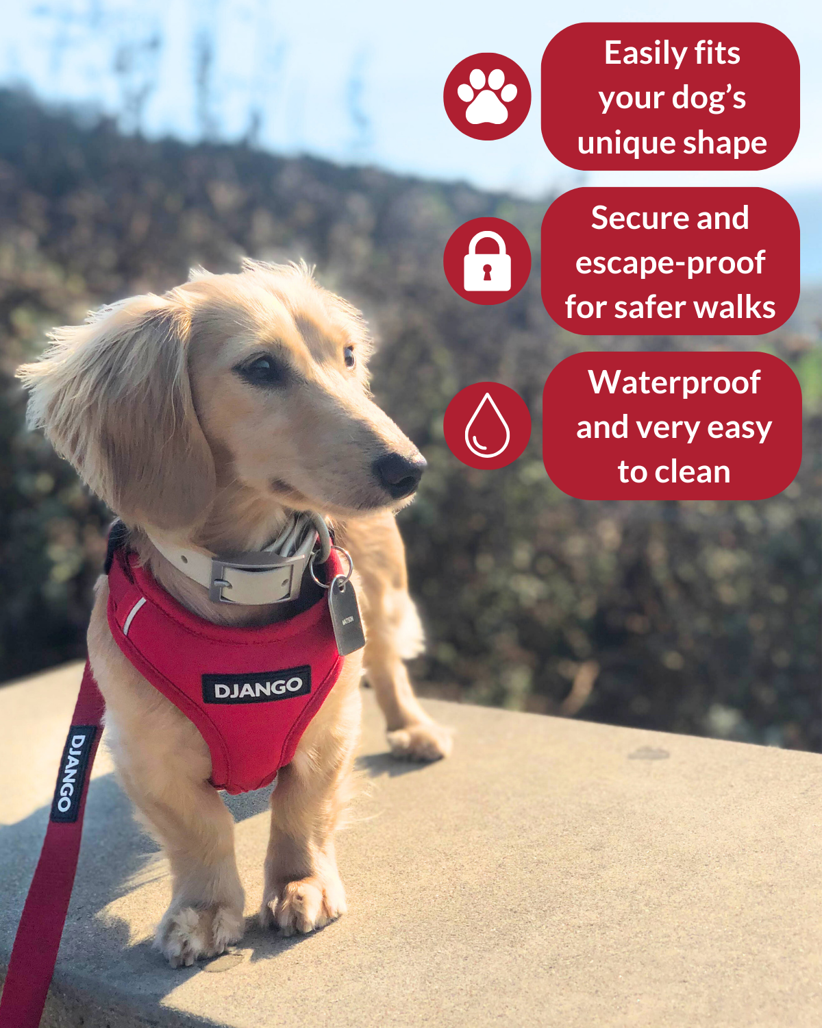 Mini dachshund puppy wearing comfortable red harness with reflective piping and DJANGO logo