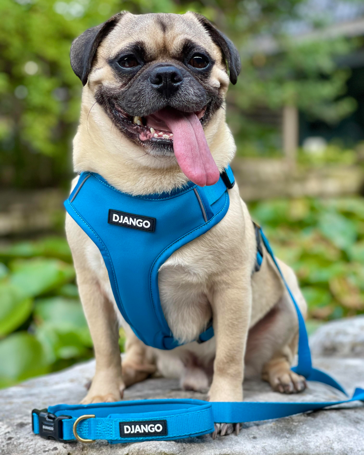 Adventure Collection – Featuring the best escape-proof dog harness for small and medium dogs, durable and colorful leashes, and rugged and comfy dog collars for secure and worry-free outdoor exploration.