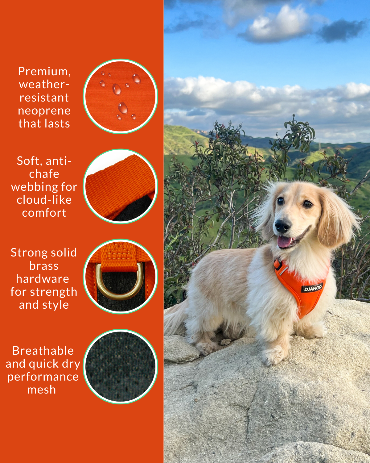Happy english cream doxie wearing an orange harness by DJANGO and standing on a large rock with a mountain backdrop
