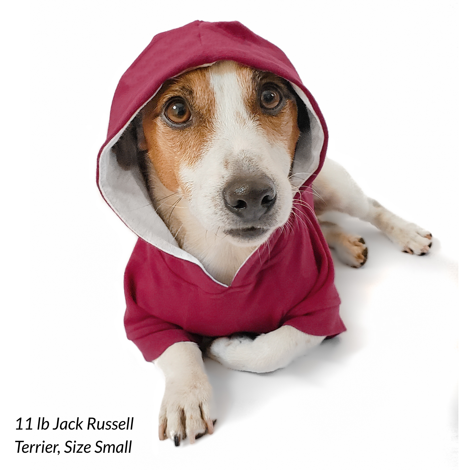 Jack russell terrier wearing a red hoodie on a white background