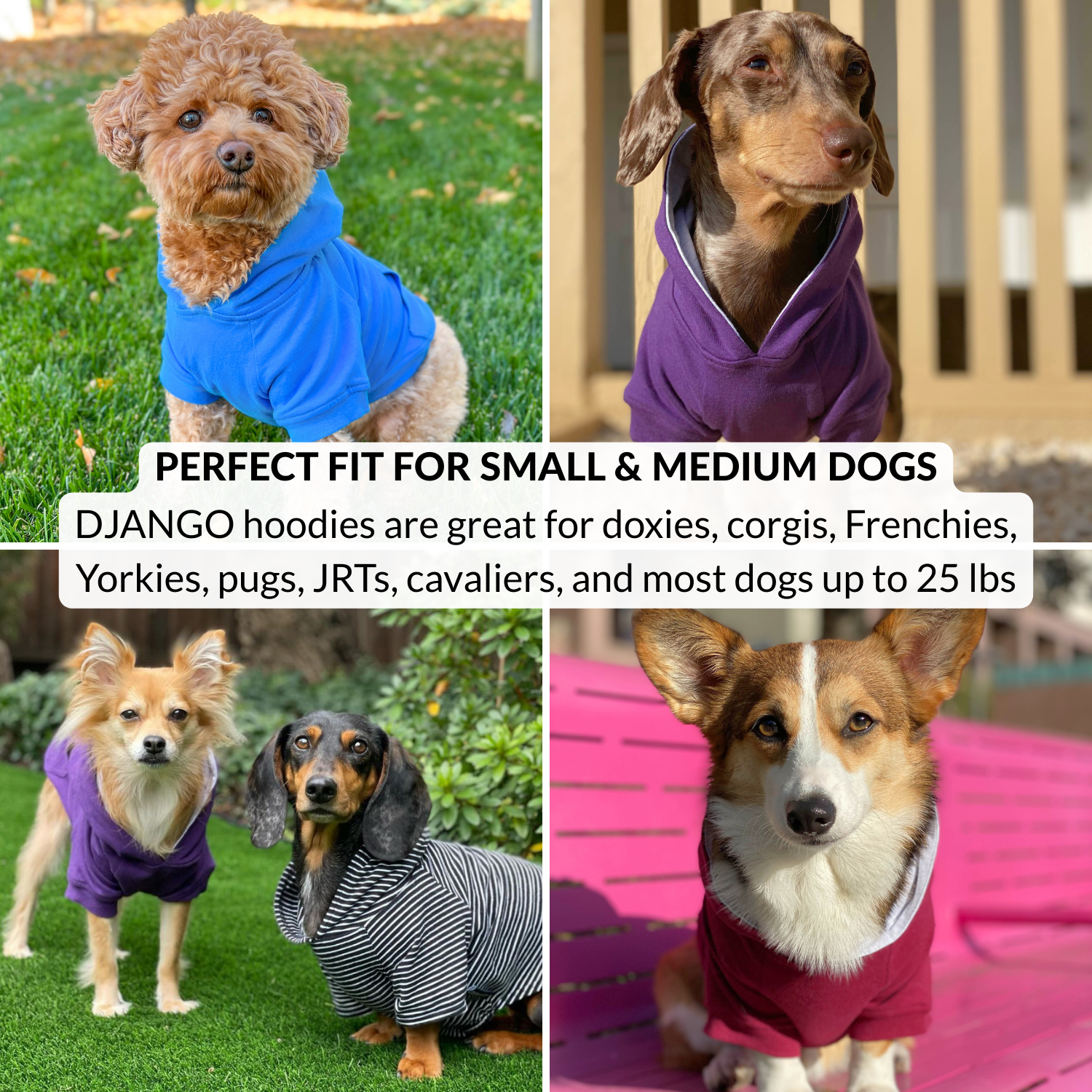 Happy dogs wearing different DJANGO hoodies outside on adventures and walks