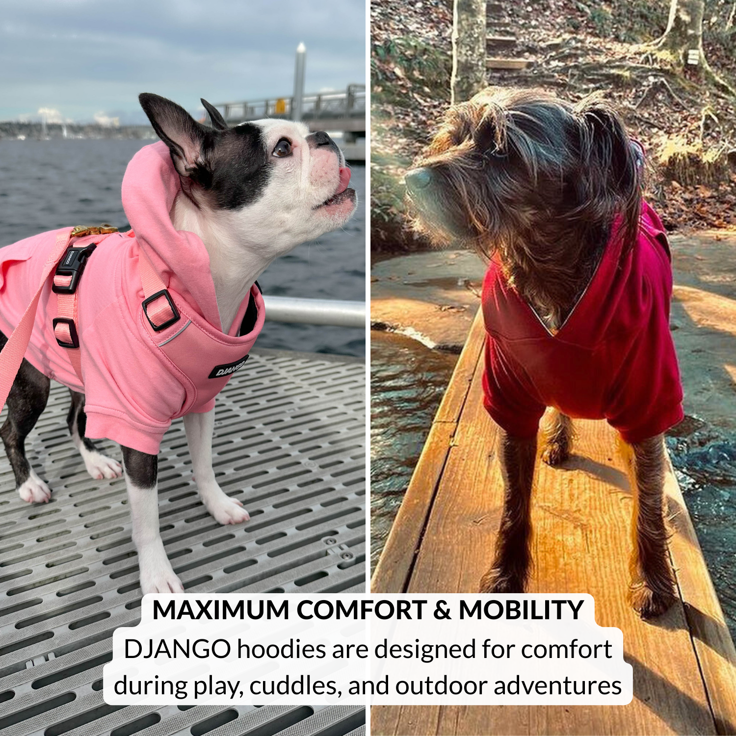 Two dogs wearing colorful hoodies by a waterfront and on a wooden dock.