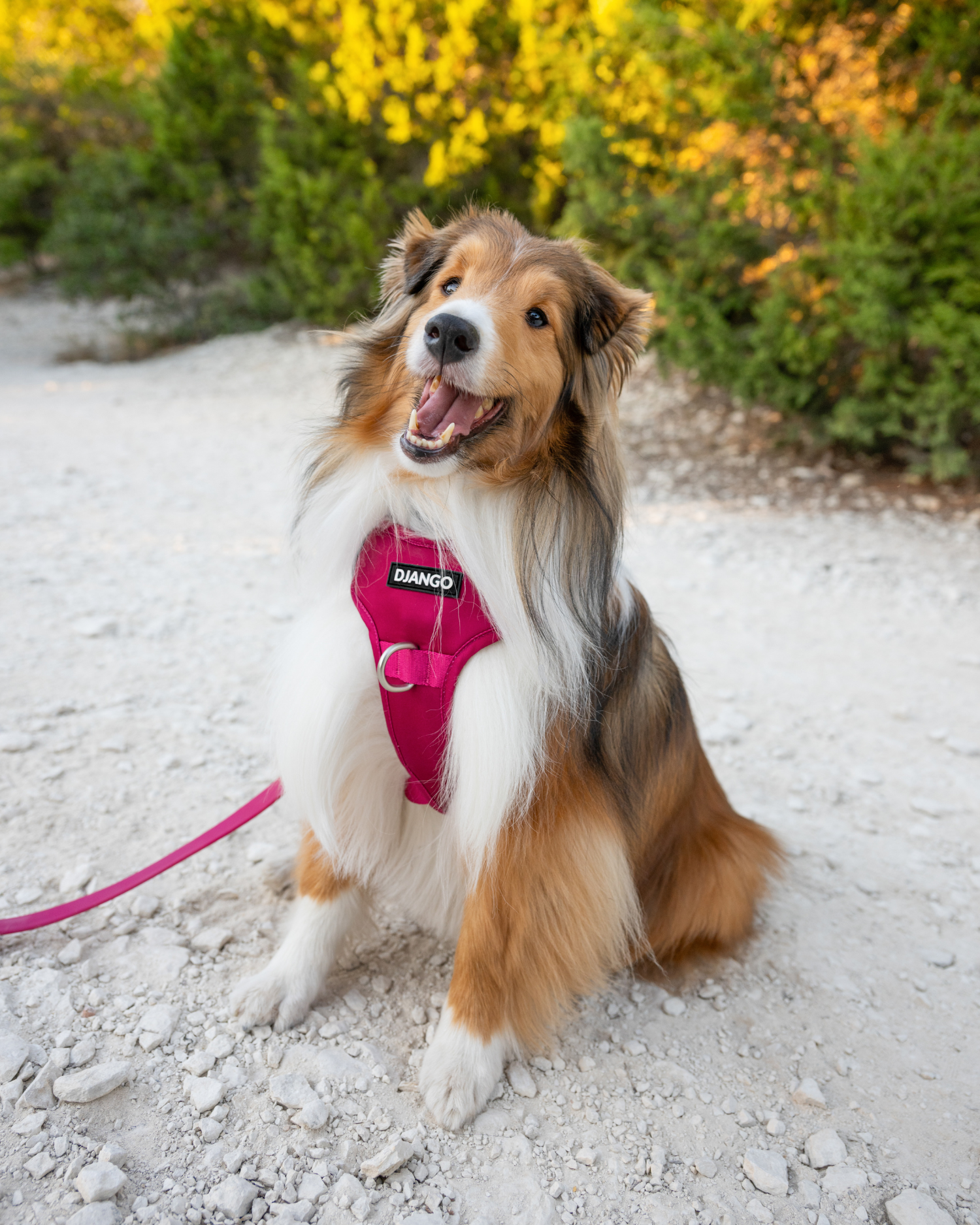 Premium Tahoe Collection – Durable no-pull dog harnesses, adventure-ready leashes, and stylish collars. Designed for comfort, control, and outdoor exploration.