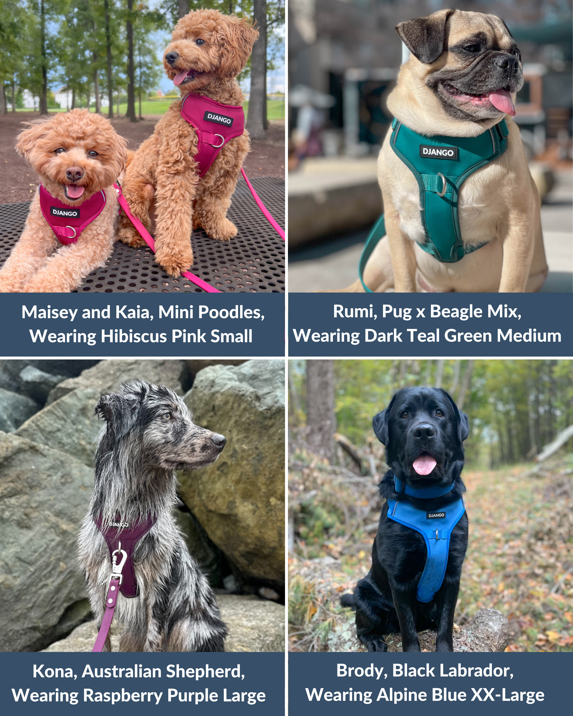 #color_hibiscus pink