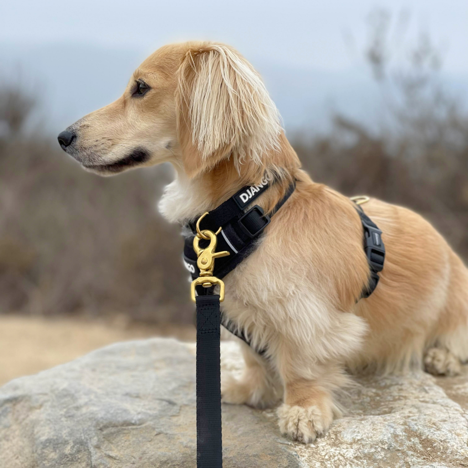 Modern, stylish, and comfortable collar for dachshund. Showing leash attachment