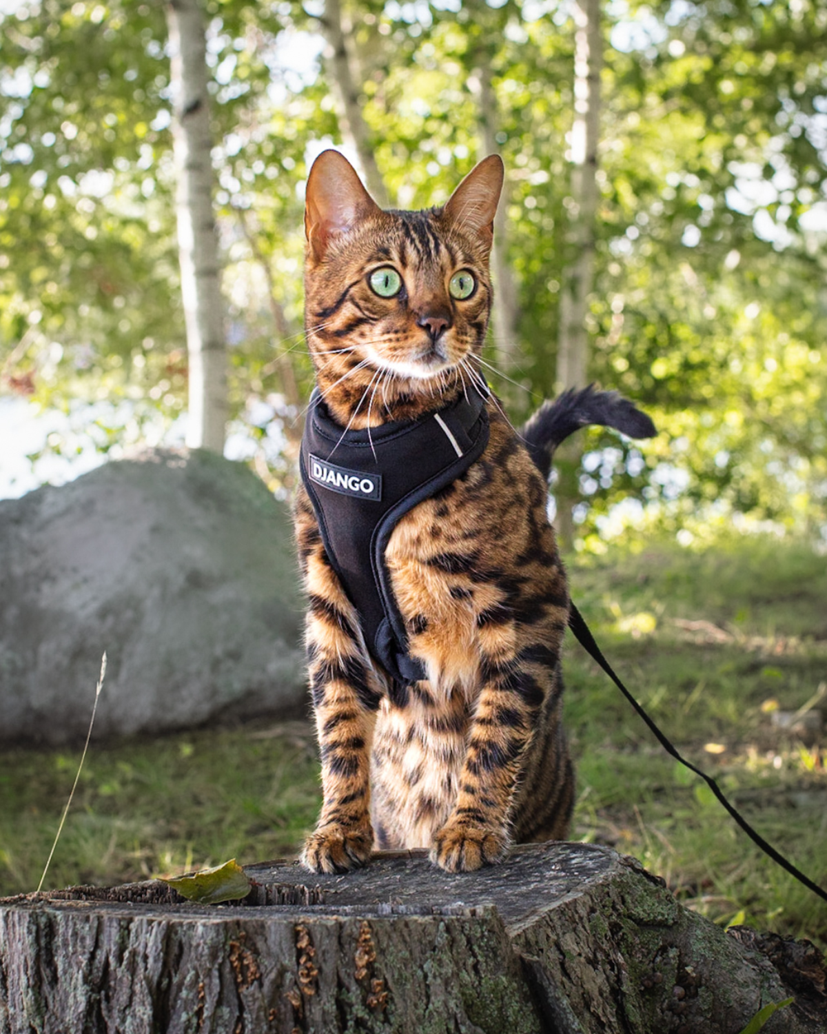 Bengal cat wearing the black DJANGO Adventure Cat Harness while sitting outdoors on a trail
