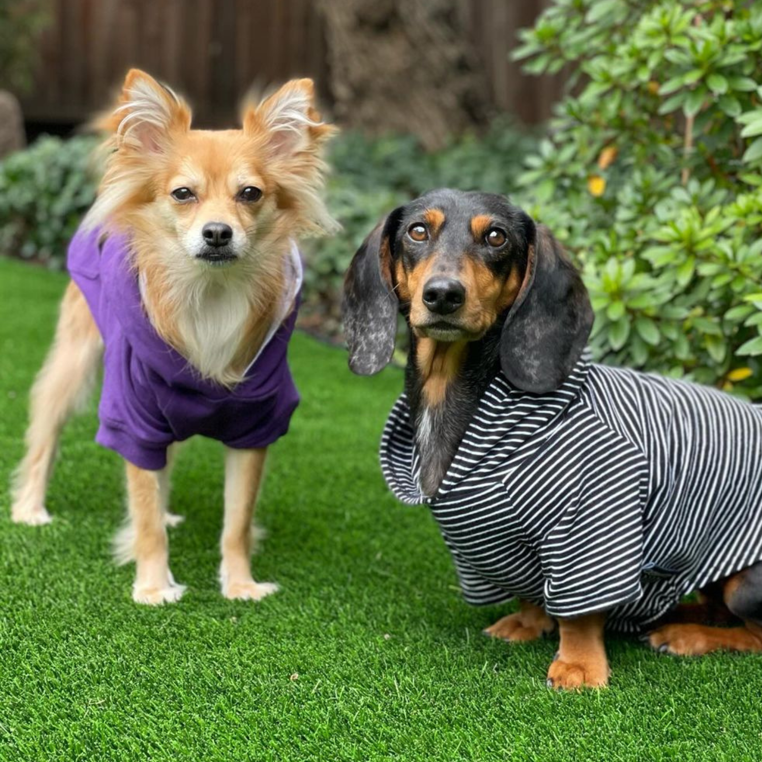 Lightweight Black Dog Sweater for All-Season Wear | A sleek and comfortable black dog sweater designed for warmth without bulk. Soft, stretchy fabric ensures a perfect fit.