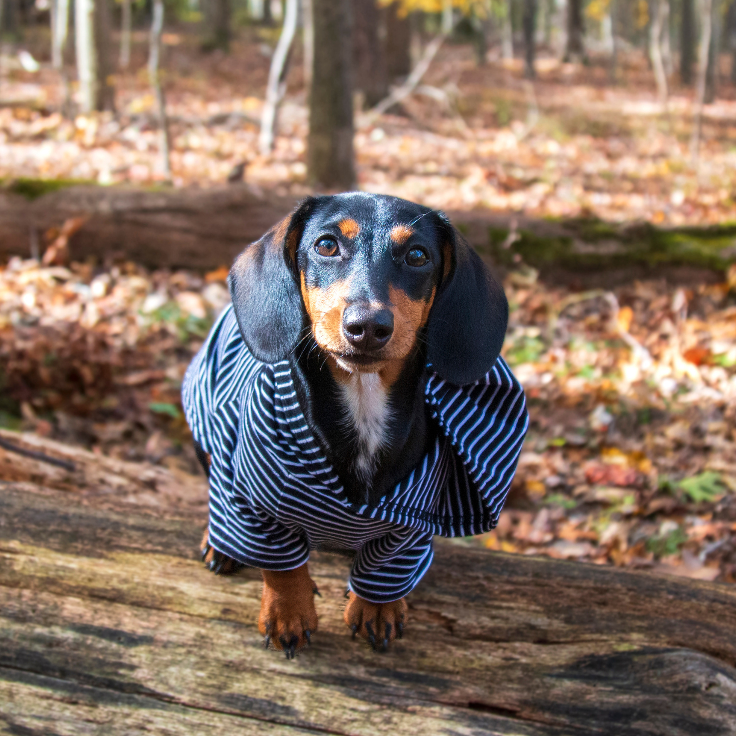 Premium Black Dog Hoodie – Cozy & Breathable | This soft and breathable black hoodie for dogs is perfect for chilly walks and everyday comfort. Designed for easy wear and a snug fit.