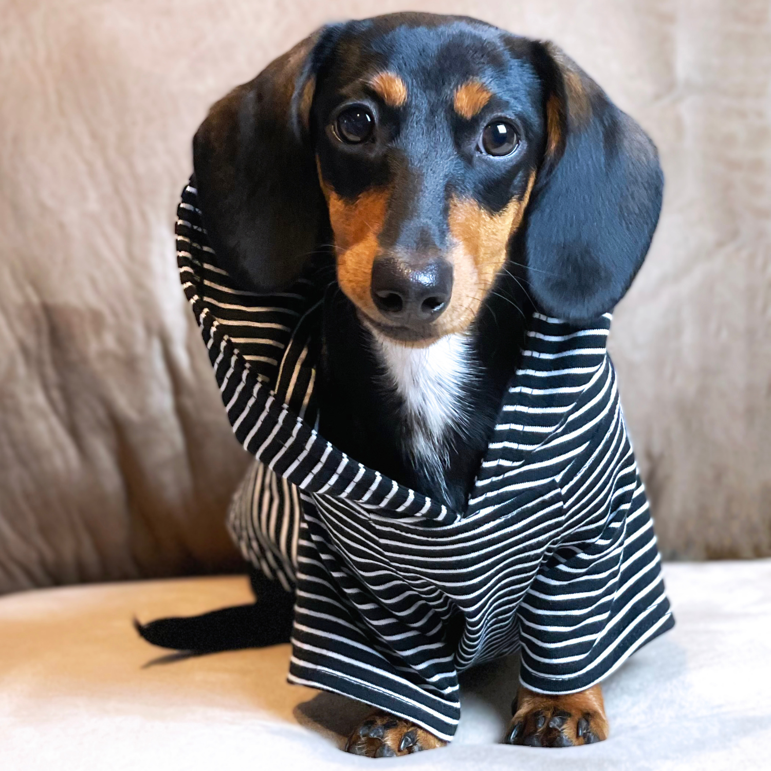 Warm Black Dog Sweater – Soft & Snug Fit | This cozy black sweater for dogs keeps your pup warm on cool days. The stretchy, breathable fabric provides a secure yet comfortable fit.