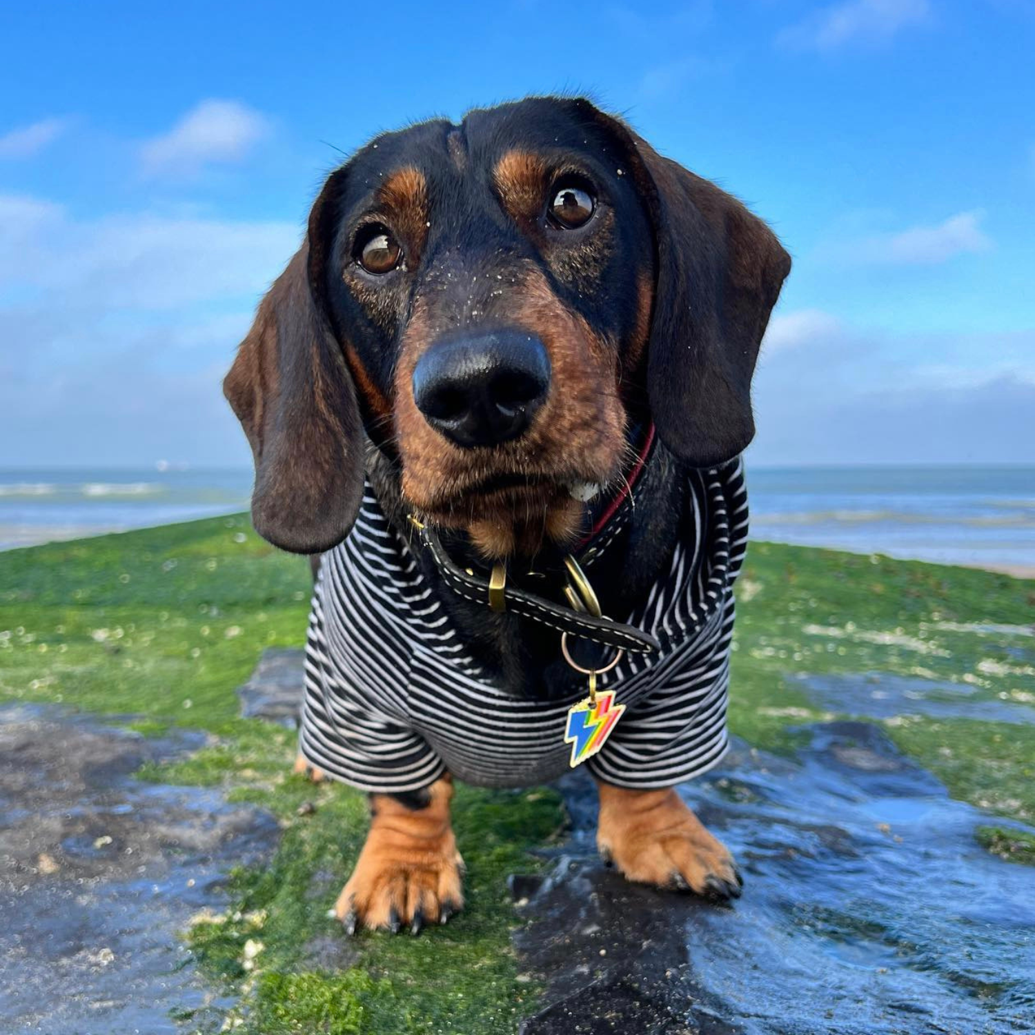 Minimalist Black Dog Hoodie – Soft & Stylish Design | A modern, sleek black hoodie for dogs made from ultra-soft fabric. Lightweight and stretchy for all-day comfort.