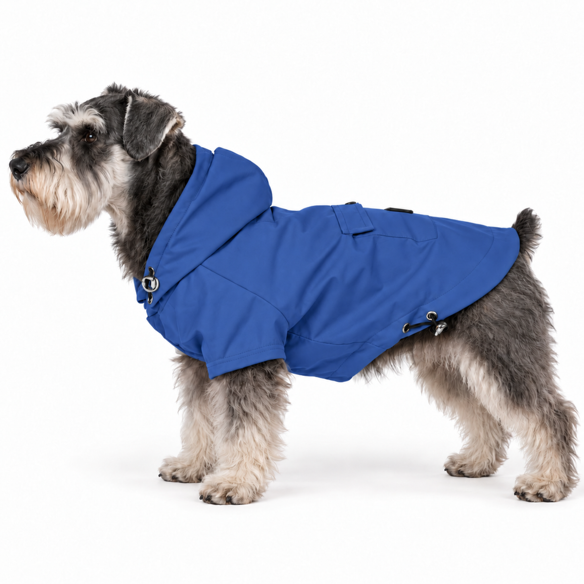 Miniature Schnauzer wearing blue dog hooded jacket and raincoat for winter and autumn with adjustable fit, soft lining, water-repellent shell, and easy on-off hook-and-loop closure