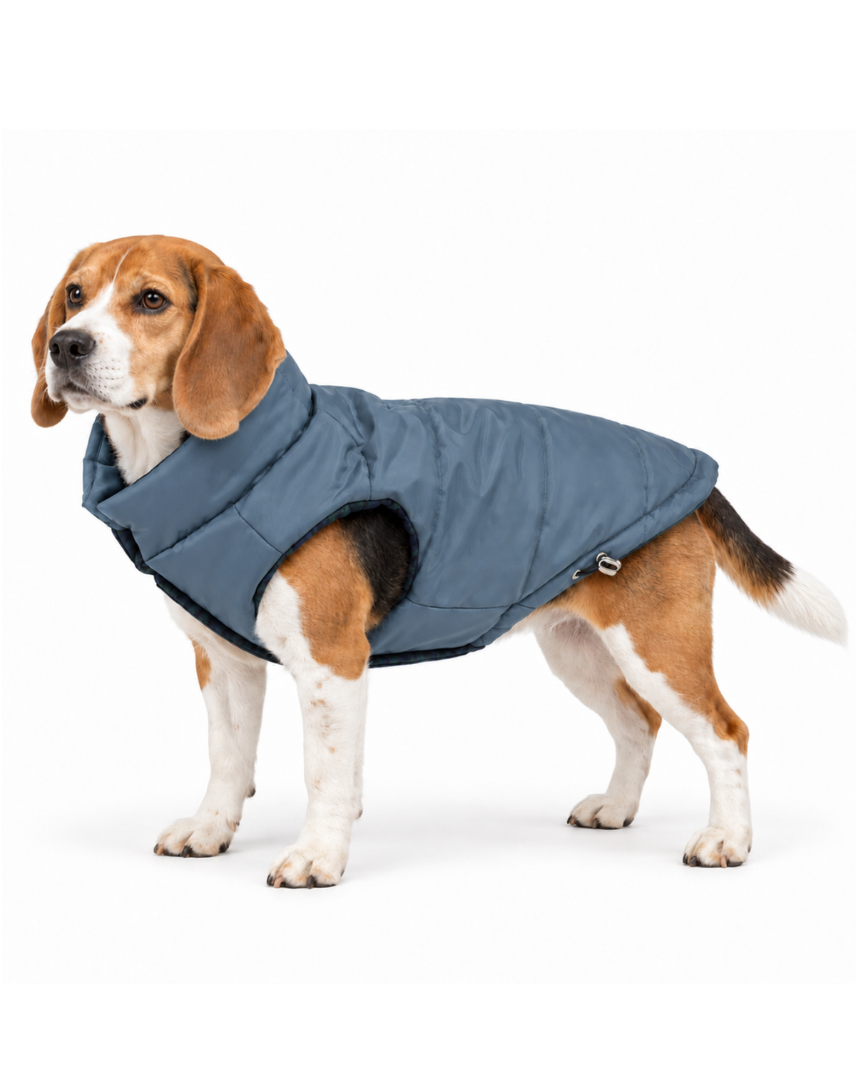 Tan and white Beagle standing up and wearing soft and cozy puffer dog coat blue with large arm holes and adjustable hem