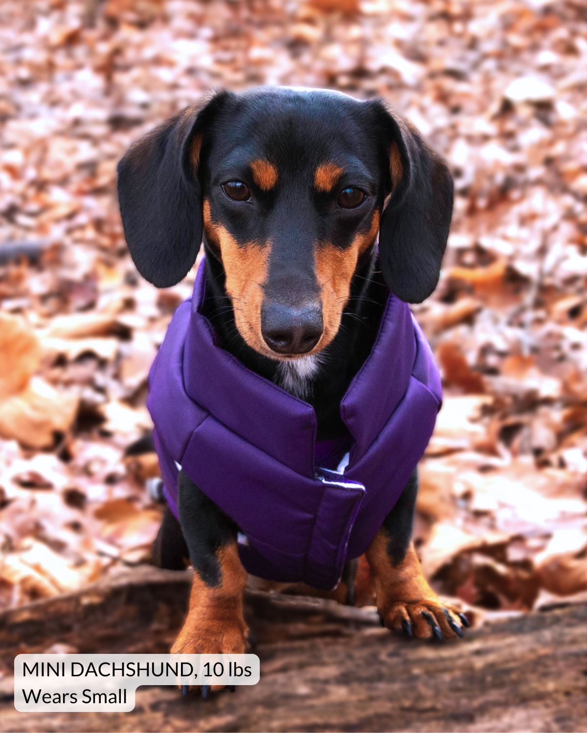 A black and tan mini dachshund wearing a purple puffer dog vest outdoors on a bed of brown autumn leaves. A text overlay at the bottom left reads 'MINI DACHSHUND, 10 lbs Wears Small'.