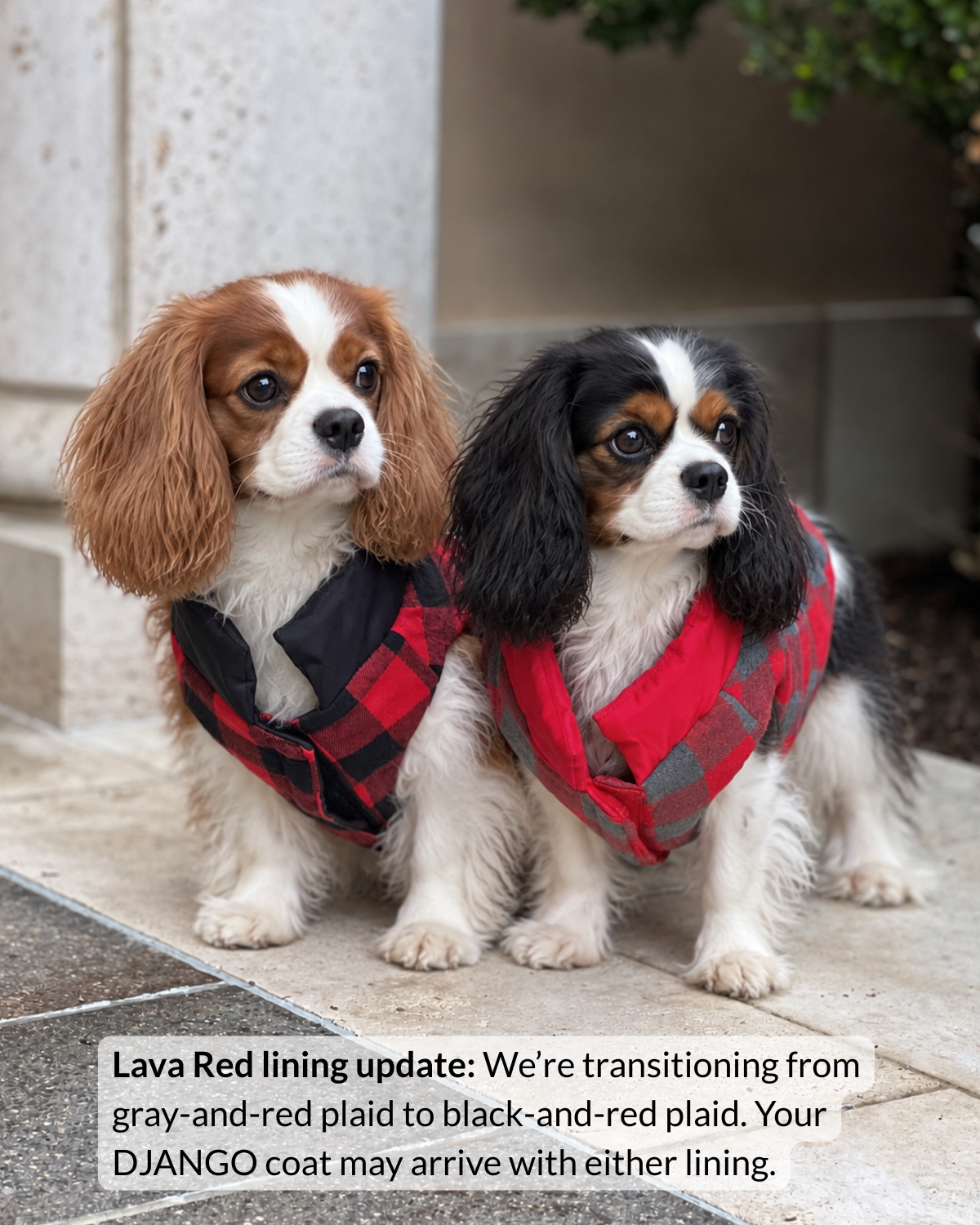 Two cavalier king charles spaniels wearing reversible winter dog coats with plaid sides facing outwards while walking on sidewalk