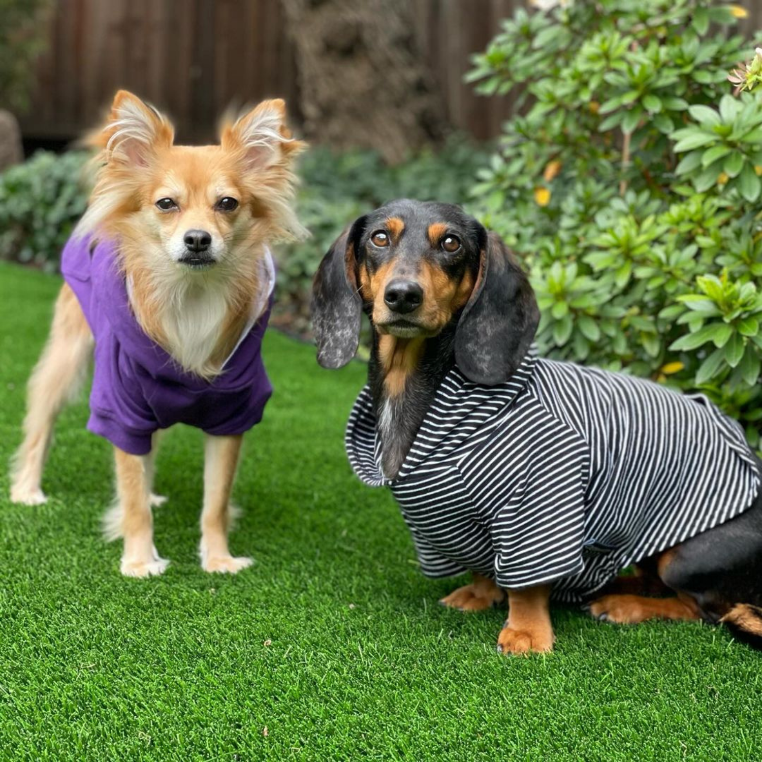 Two dogs, one in a purple dog shirt and the other in a striped dog hoodie, standing on grass.