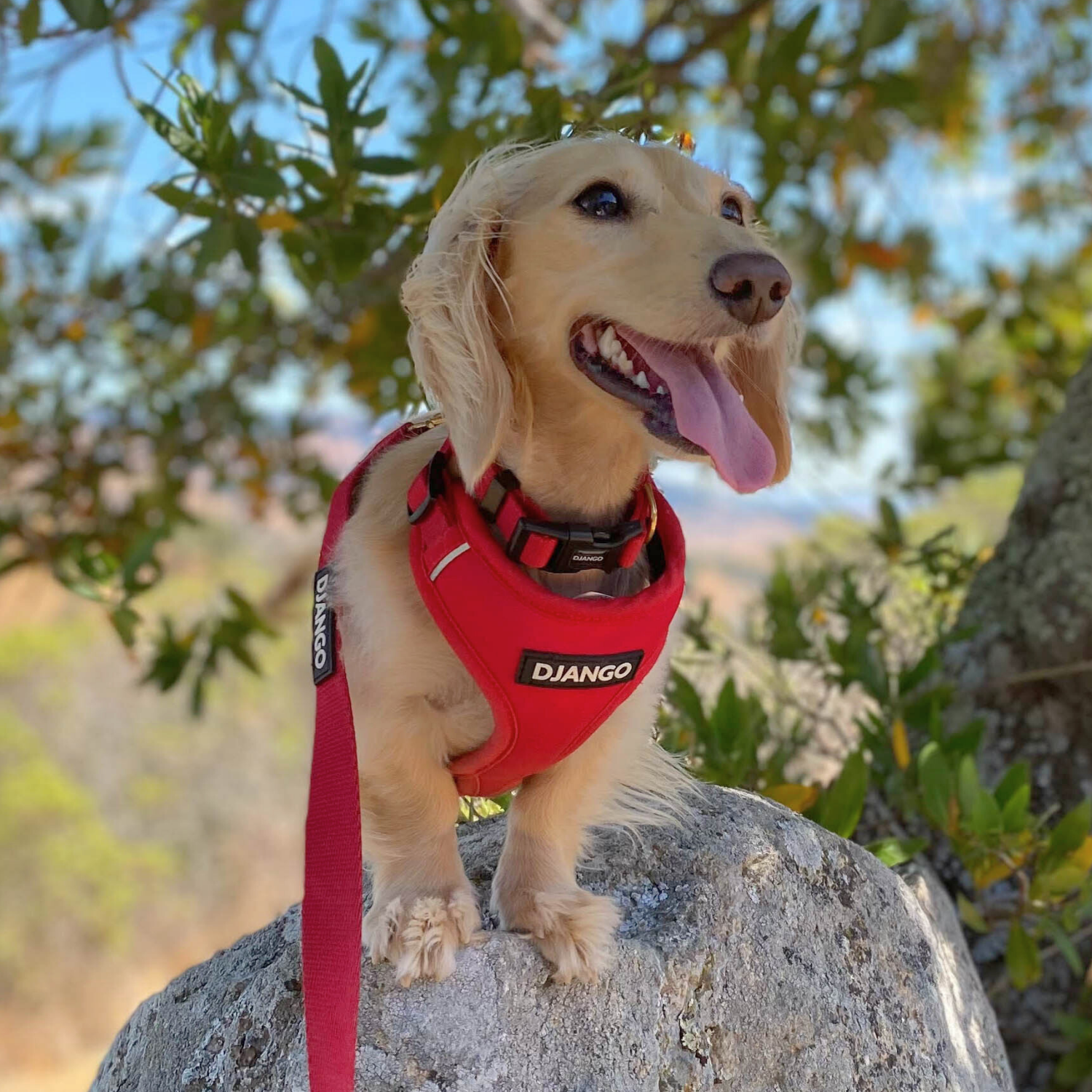 Watson is wearing his DJANGO harness, collar, and leash set in beautiful and bold color Crimson Red.