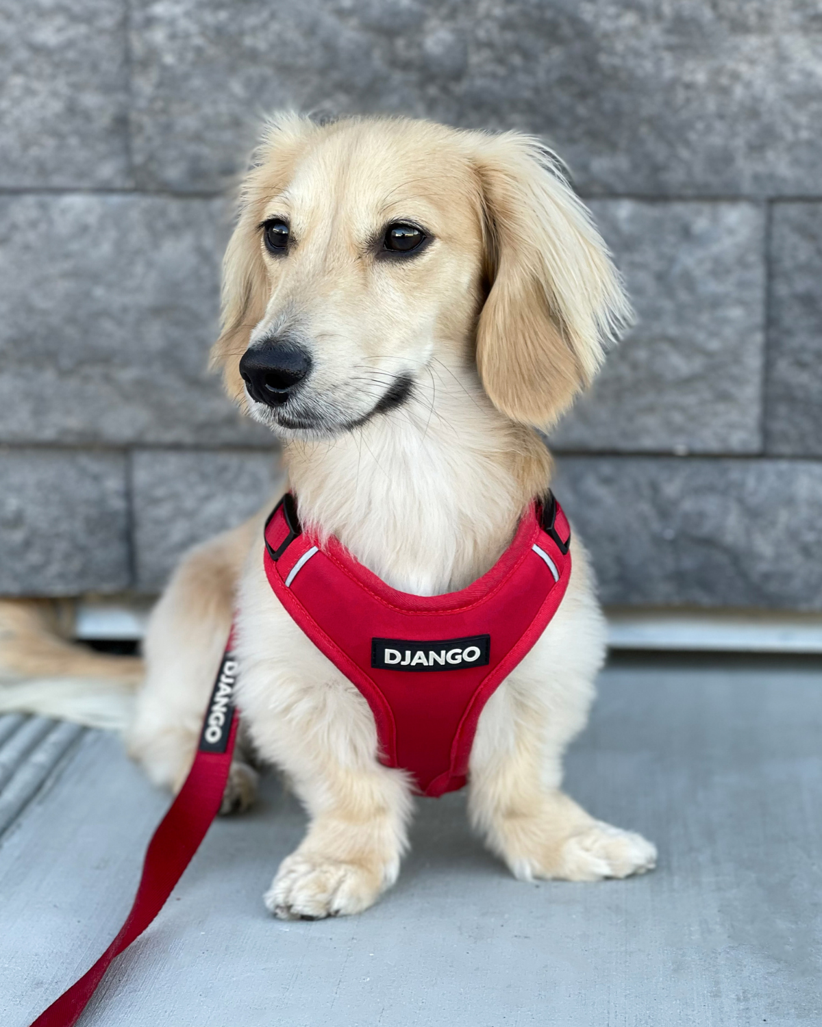 Dachshund wearing a red padded and reflective harness with 'Django' branding in front of a concrete wall