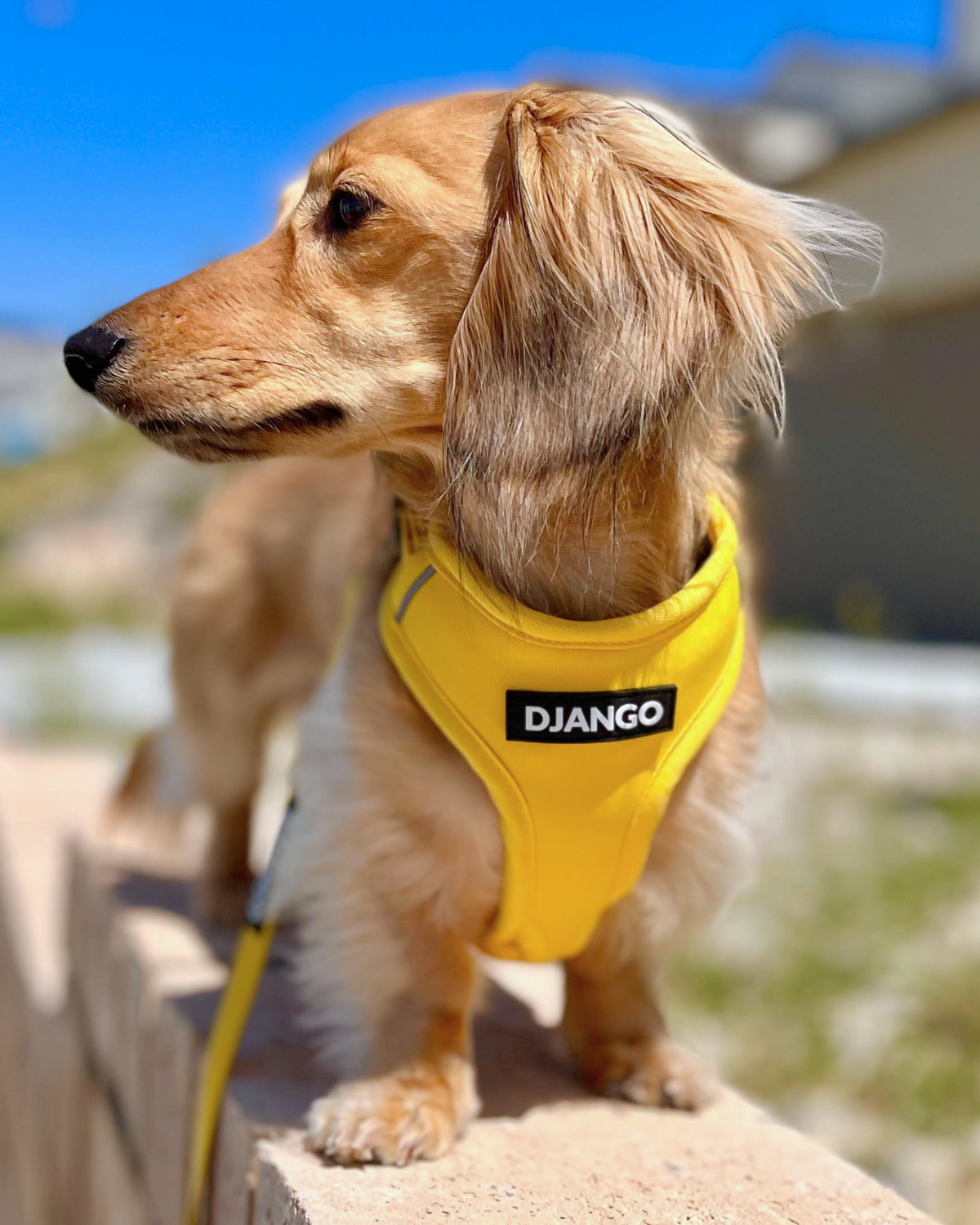 Small dog wearing a yellow harness with 'DJANGO' branding outdoors.